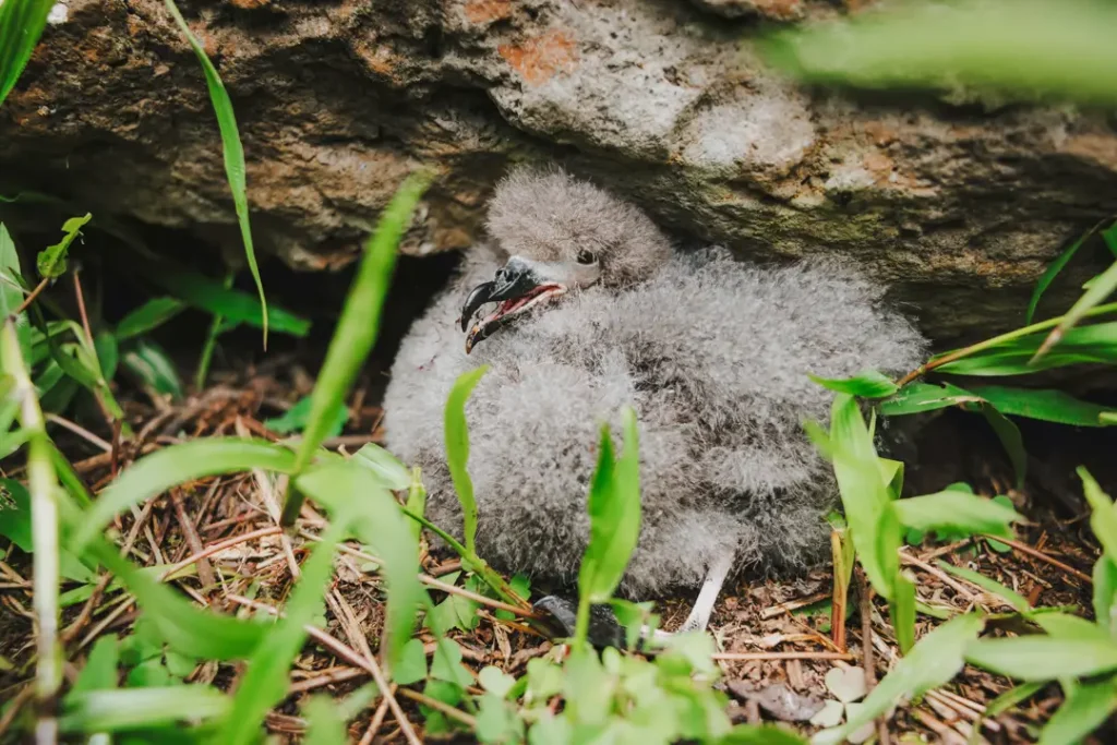 Las Familias Aladas de Galápagos