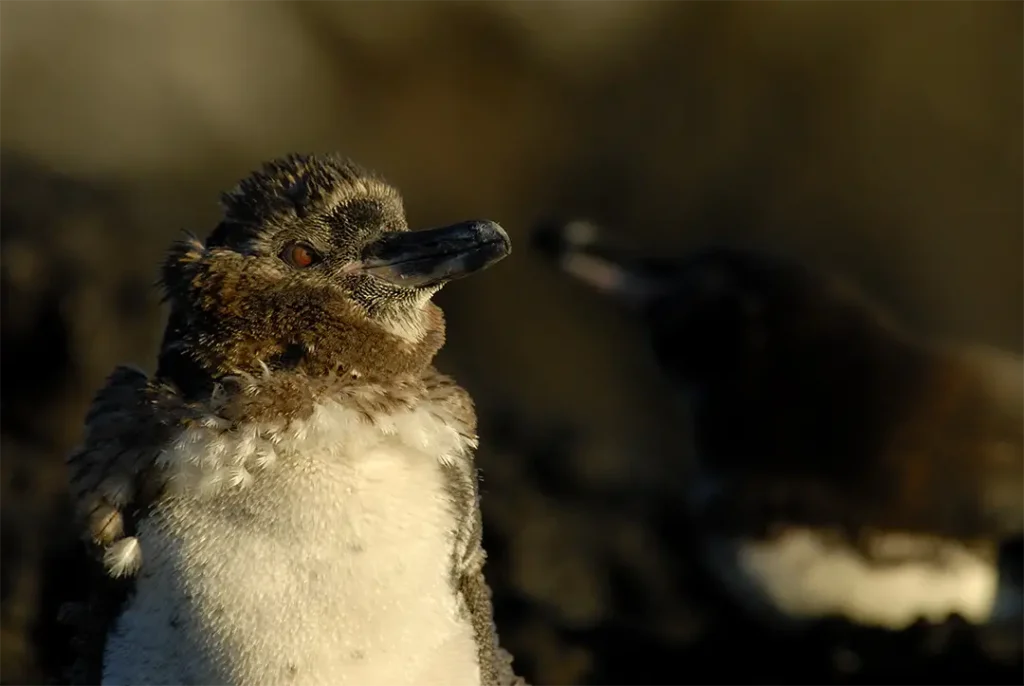 Las Familias Aladas de Galápagos