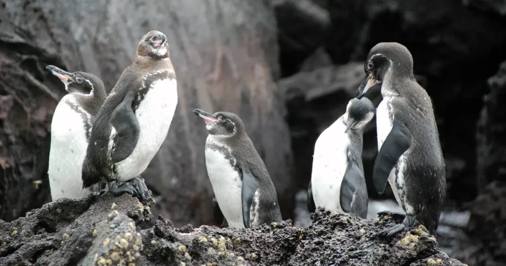 Las Familias Aladas de Galápagos