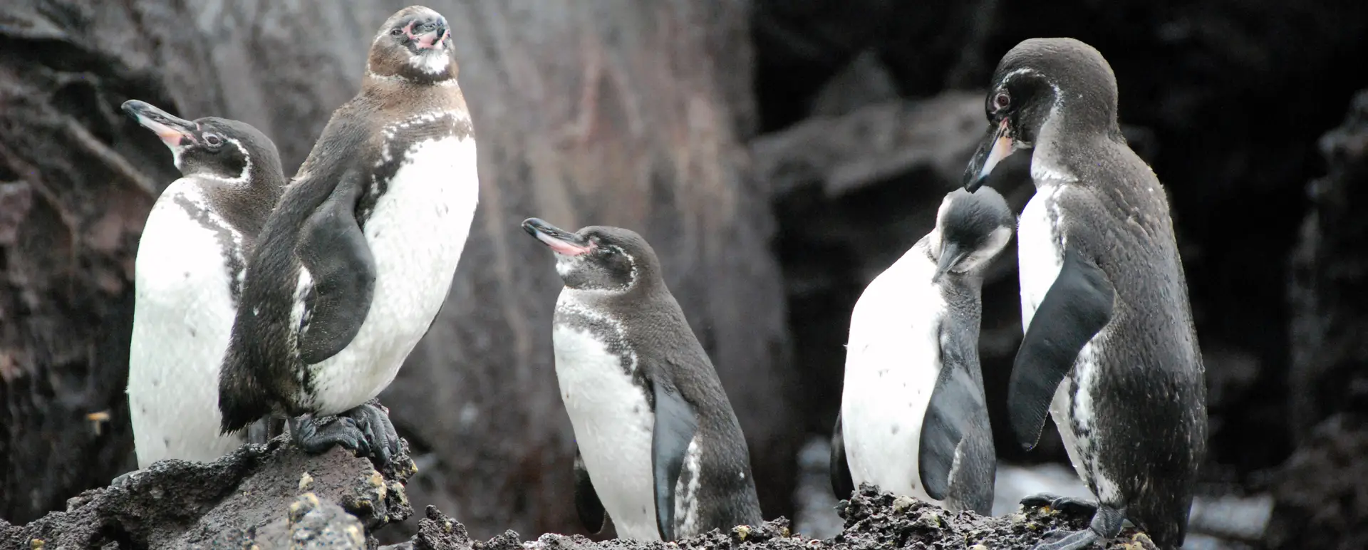 Las Familias Aladas de Galápagos