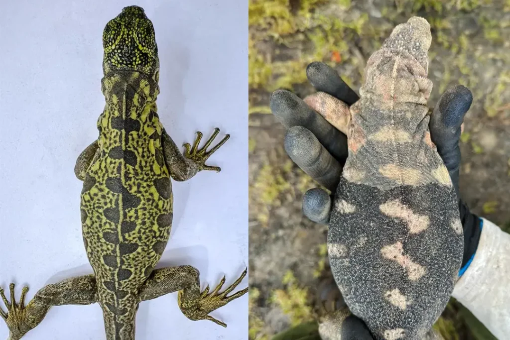 New Pink Iguanas Are Being Observed in the Wild