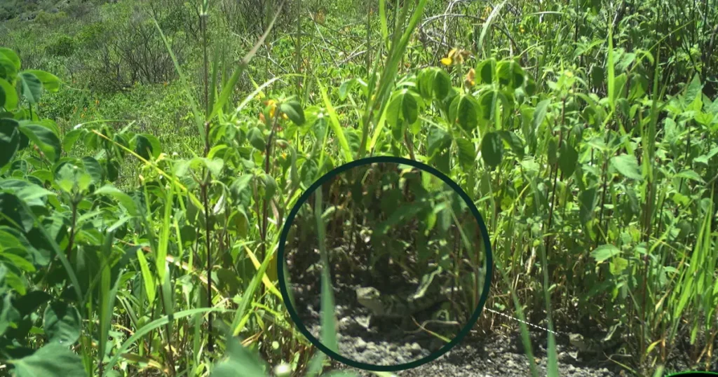 New Pink Iguanas Are Being Observed in the Wild