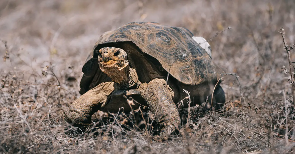 www.galapagos.org