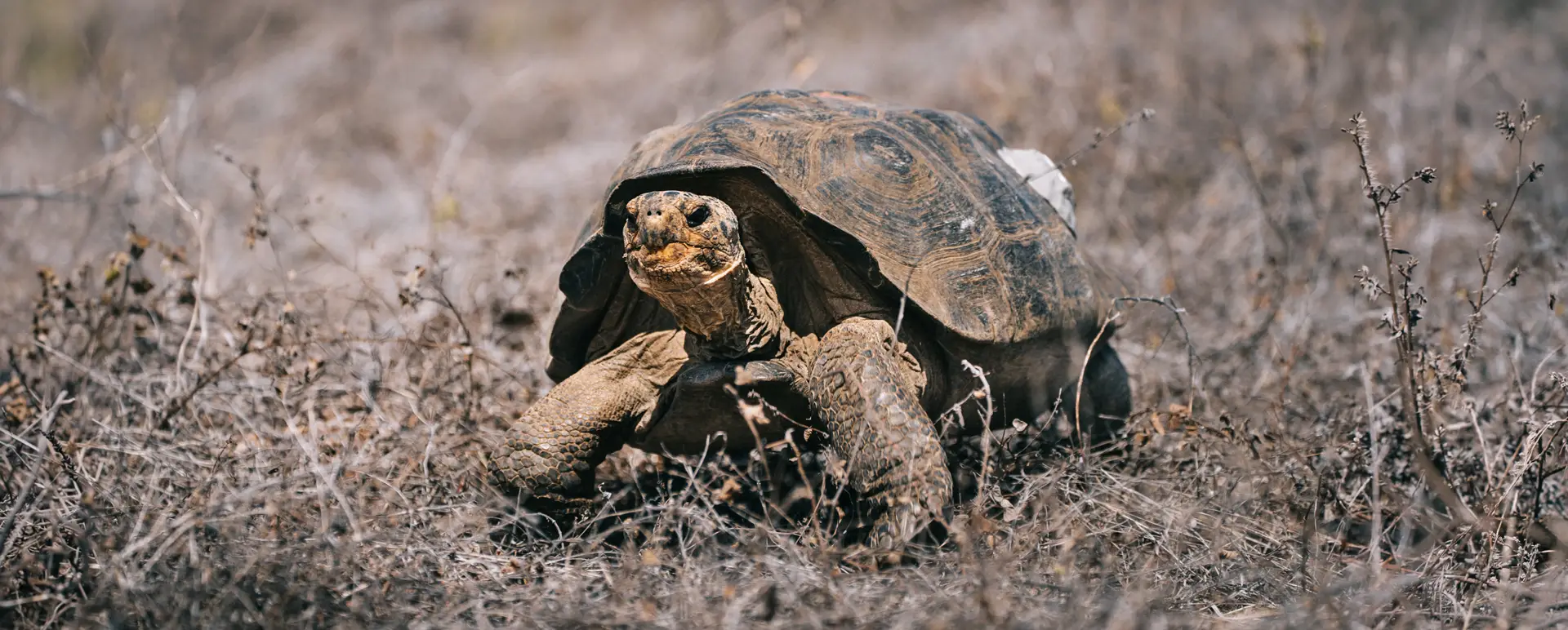 A Homecoming for Floreana