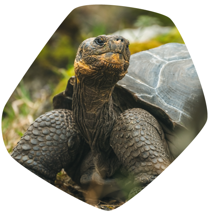 Bringing Hope to Floreana