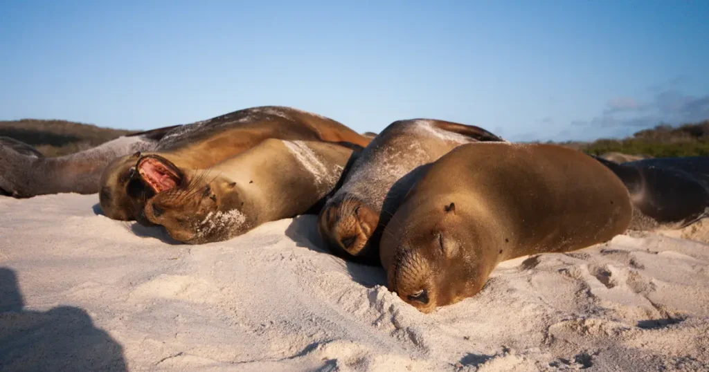 Saving Sea Lions in a Changing Ocean
