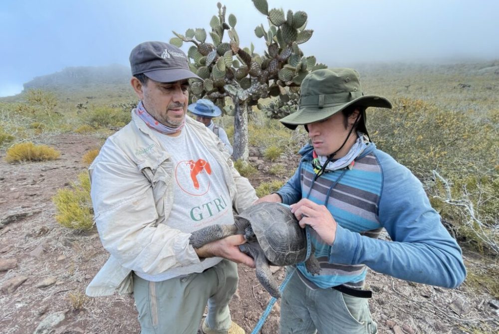 Wacho and Ranger examine juvenile Pinzón Giant Tortoise © Paul Salaman
