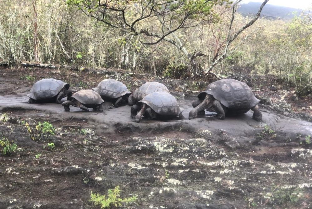 Group of Galápagos Giant Tortoises at Cerro Azul © Galápagos Conservancy